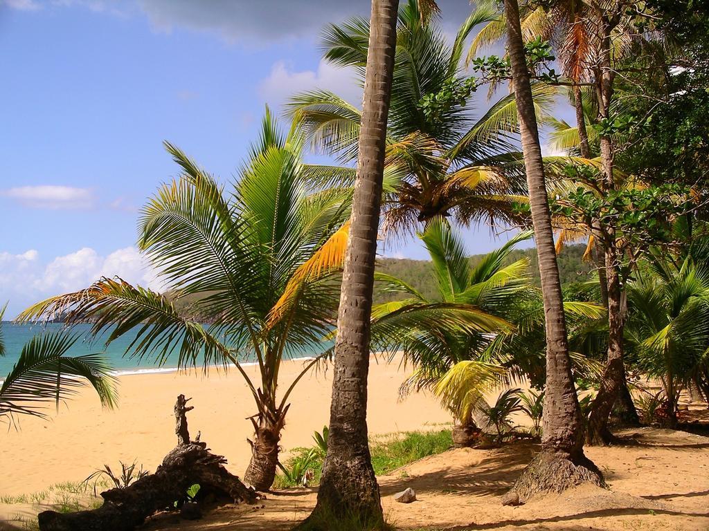 Mangoplaya Villa Deshaies Exteriör bild